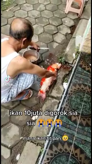 kakek bunuh ikan hias senilai 10 juta © berbagai sumber