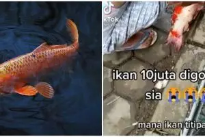 Kakek tak sengaja bunuh ikan hias titipan senilai Rp 10 juta