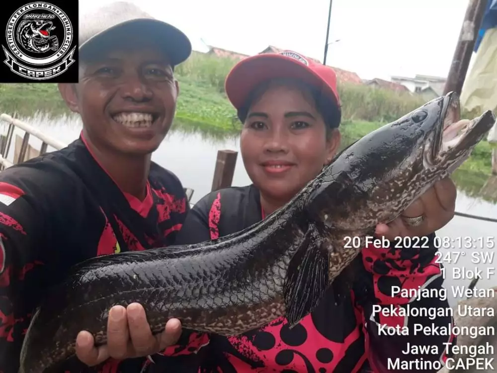 Kisah pasutri bagikan Ikan Gratis ke warga Twitter