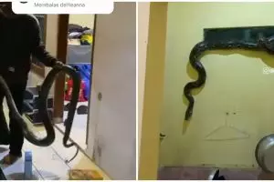 Aksi menegangkan evakuasi ular dari dalam kos, bikin was-was