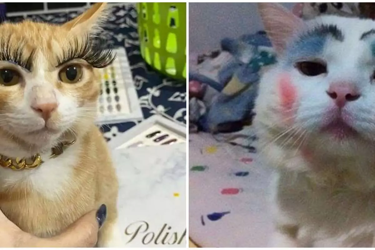 13 Momen menggemaskan kucing pakai makeup, bikin geleng-geleng kepala