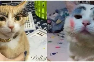 13 Momen menggemaskan kucing pakai makeup, bikin geleng-geleng kepala