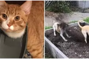 11 Momen lucu hewan kena apes ini kasihan tapi bikin ngakak