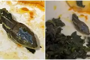 Pramugari temukan kepala ular dalam makanan di maskapai Turki