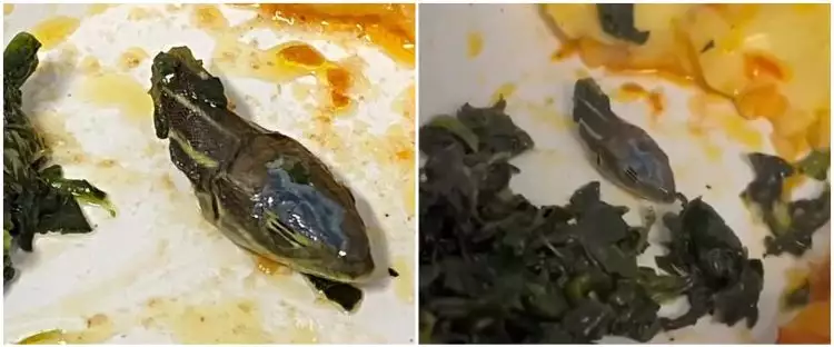 Pramugari temukan kepala ular dalam makanan di maskapai Turki