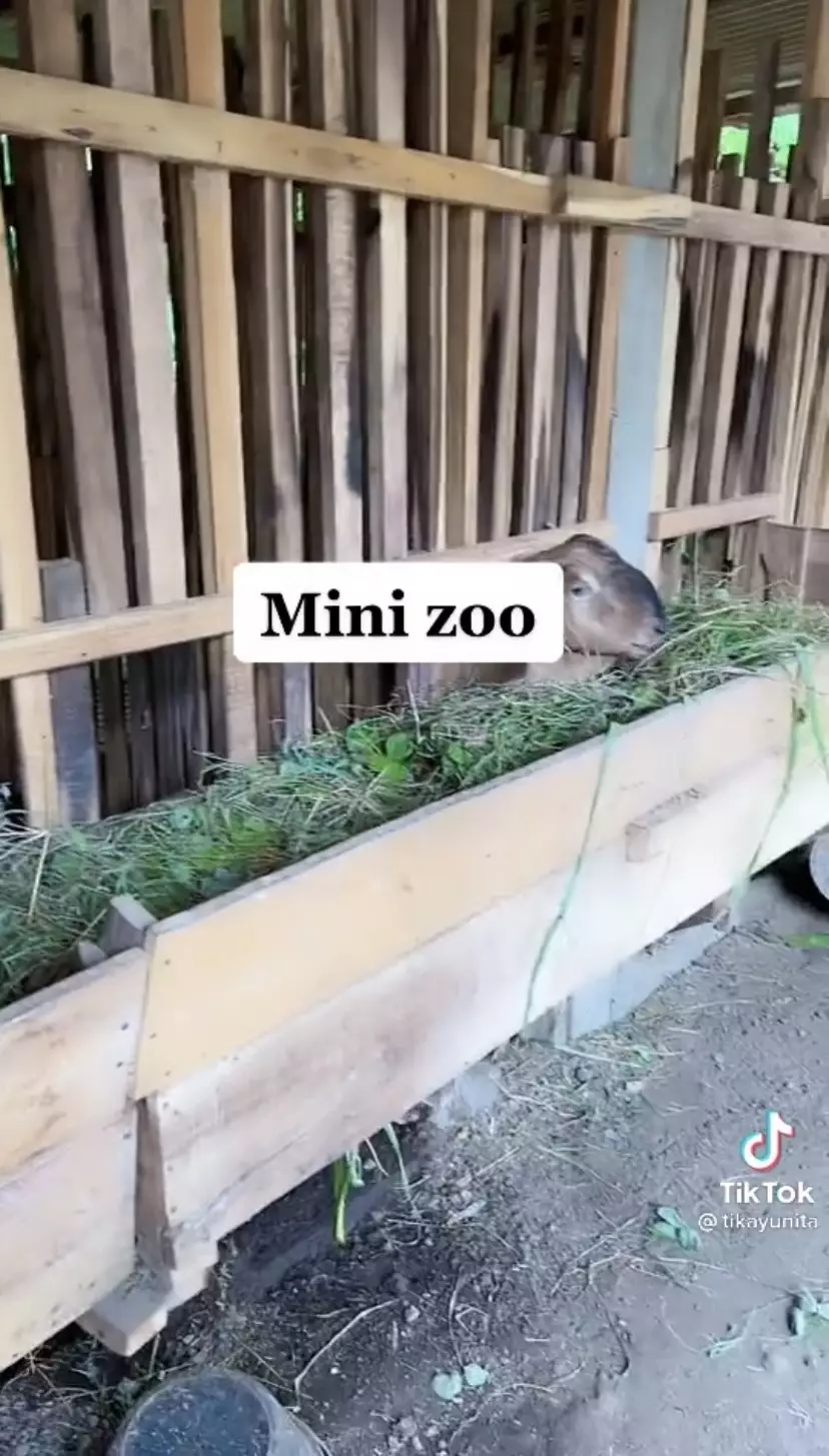 pamer ala crazy rich tapi tak terduga © 2022 berbagai sumber