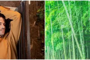 9 Arti mimpi seputar pohon bambu, jadi simbol kesuksesan