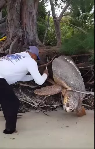 Momen pria bebaskan penyu raksasa Berbagai sumber