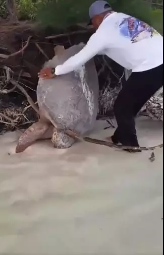 Momen pria bebaskan penyu raksasa Berbagai sumber