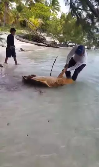 Momen pria bebaskan penyu raksasa Berbagai sumber