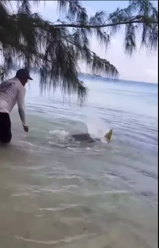 Momen pria bebaskan penyu raksasa Berbagai sumber