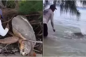Momen pria bebaskan penyu raksasa dari jeratan akar pohon, deg-degan