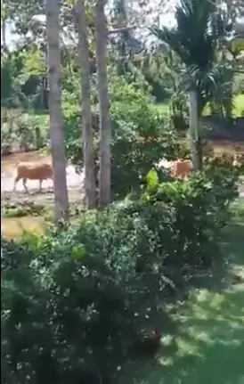 pria ini cukup meneriaki sapinya masuk kandang facebook