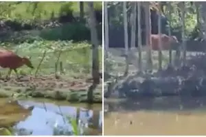 Nggak perlu repot, pria ini cukup meneriaki sapinya masuk kandang