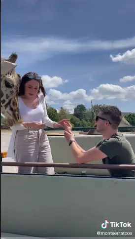 Kisah wanita lagi dilamar malah 'dicium Jerapah' Tiktok Kisah wanita lagi dilamar malah 'dicium Jerapah' Tiktok