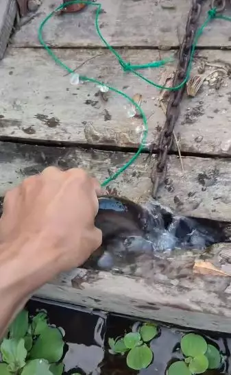 ikan toman diberi makan seram © berbagai sumber