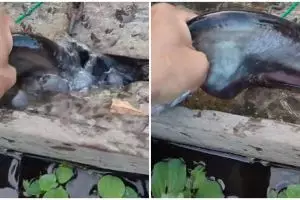 Beri makan ikan toman pakai tangan kosong, aksi pria ini bikin ngeri