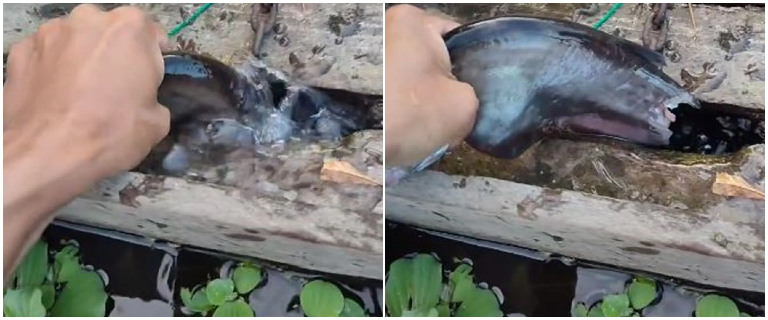 Beri makan ikan toman pakai tangan kosong, aksi pria ini bikin ngeri