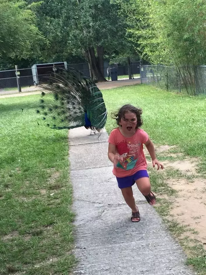 Momen kocak saat dikejar hewan ini bikin ketar-ketir Berbagai sumber