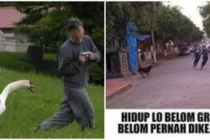 13 Momen kocak saat dikejar hewan ini bikin ketar-ketir