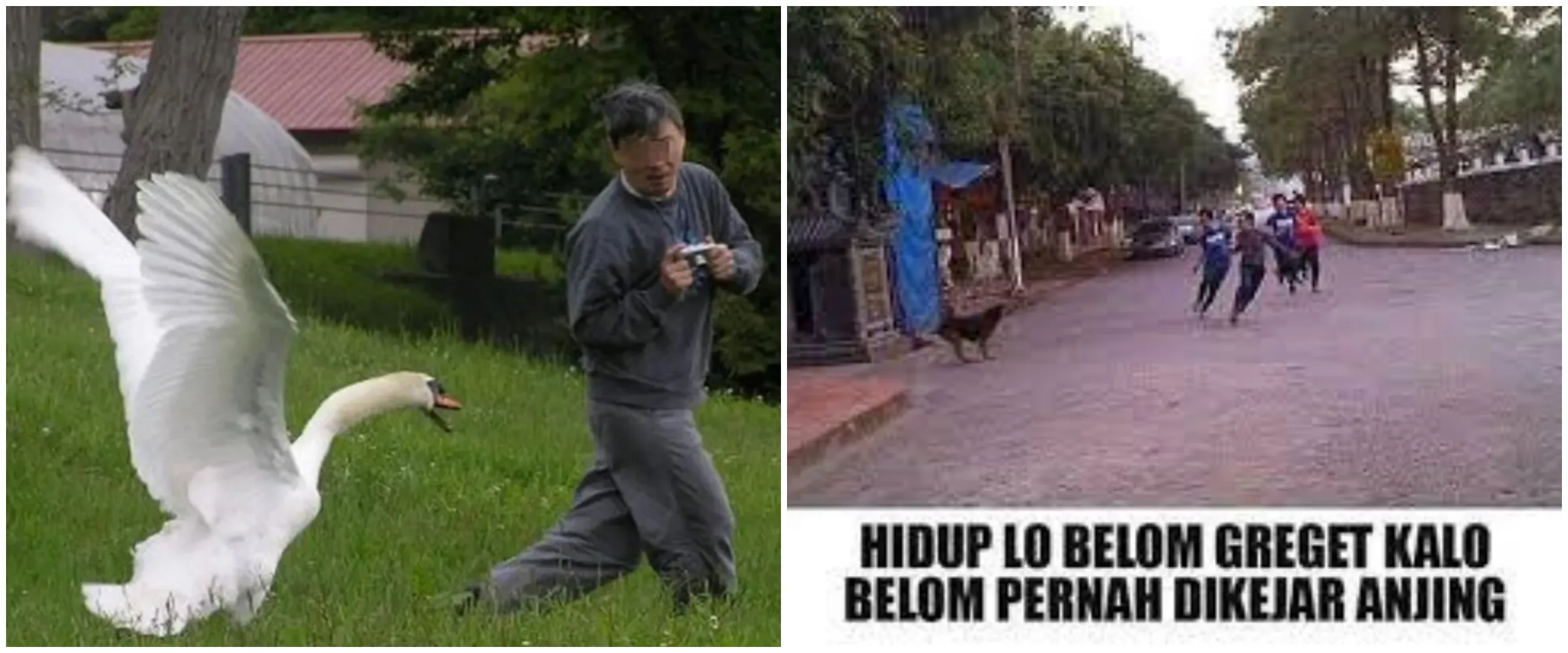 13 Momen kocak saat dikejar hewan ini bikin ketar-ketir