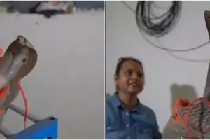 Aksi menegangkan wanita tangkap ular kobra sembunyi di dalam sepatu