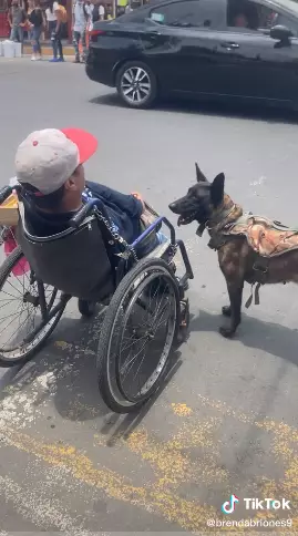 Momen anjing bantu sebrangkan pria difabel Tiktok