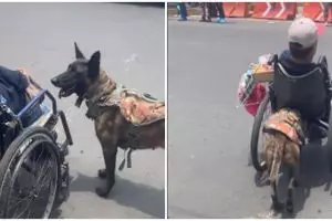 Momen anjing bantu sebrangkan pria difabel, aksinya bikin terenyuh