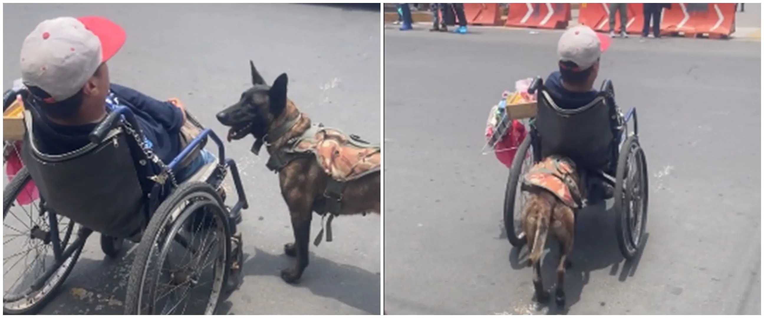 Momen anjing bantu sebrangkan pria difabel, aksinya bikin terenyuh