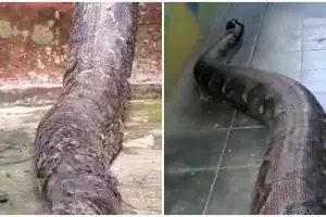 Penampakan ngeri ular piton besar saat ganti kulit di teras rumah