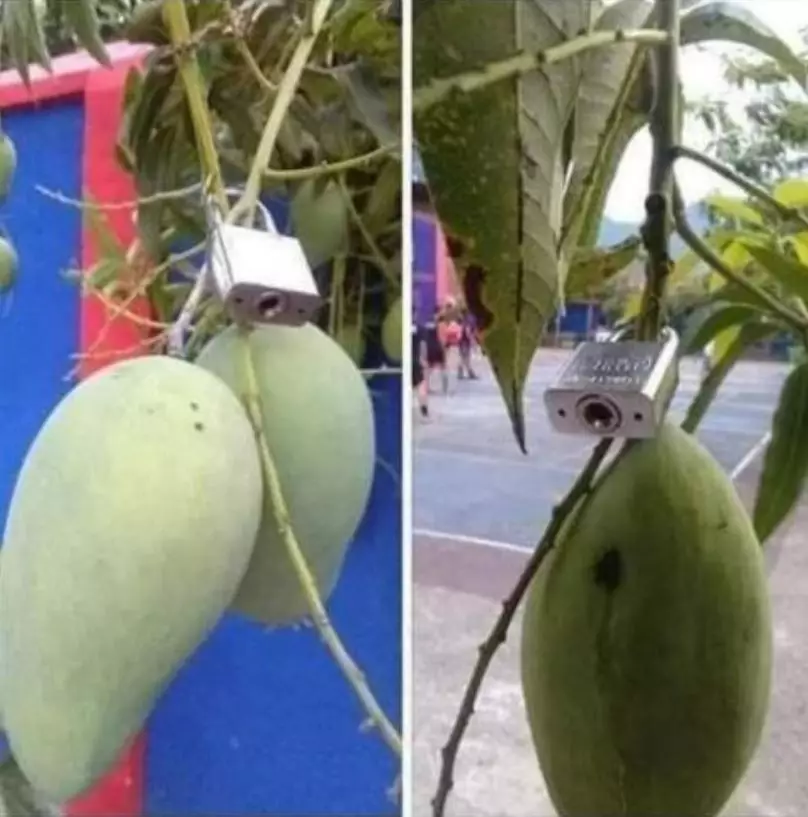 Potret kocak buah mangga di pohon © berbagai sumber Potret kocak buah mangga di pohon © berbagai sumber