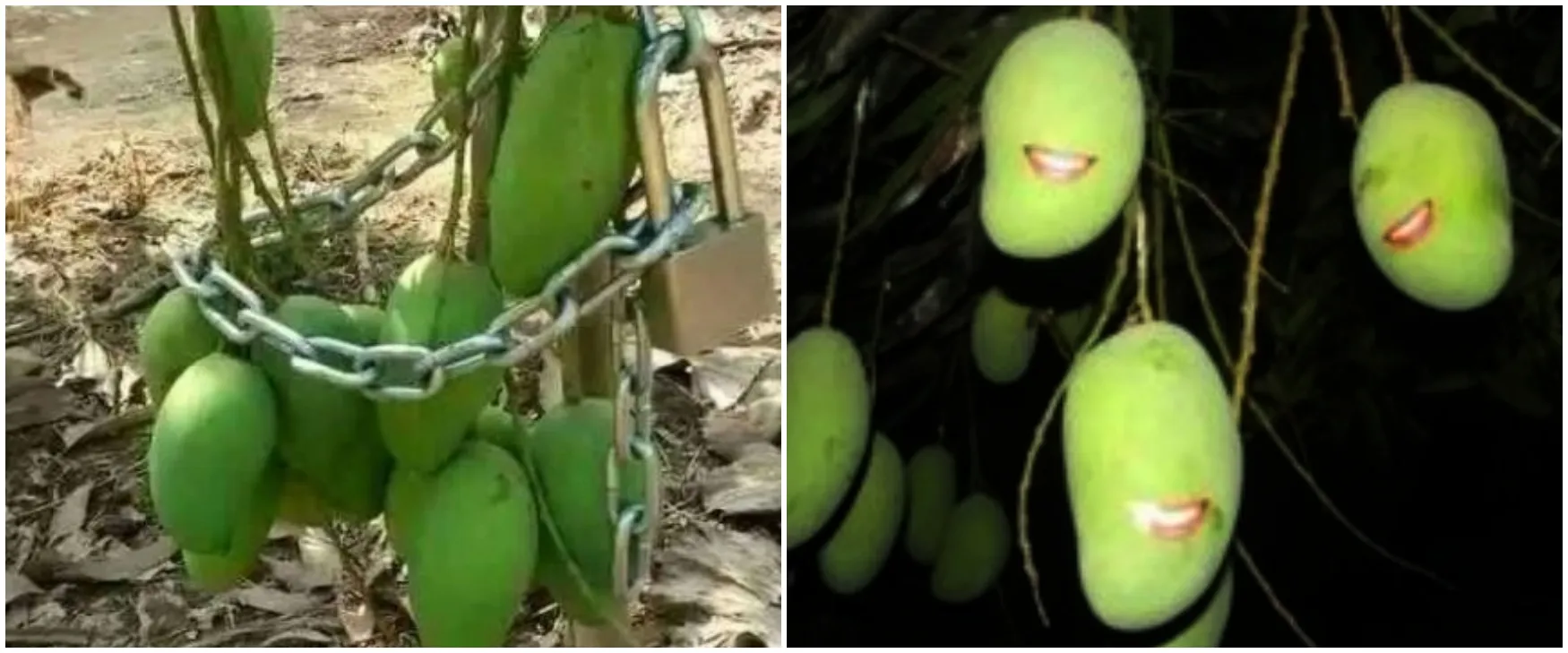11 Potret kocak buah mangga di pohon ini penampakannya bikin cekikikan