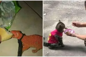 11 Momen lucu ngasih makan peliharaan ini bikin heran
