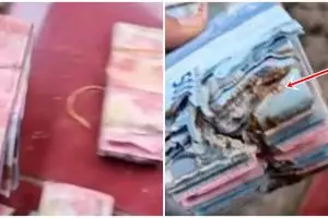 Wanita ini simpan uang kertas di rumah, malah rusak dimakan rayap