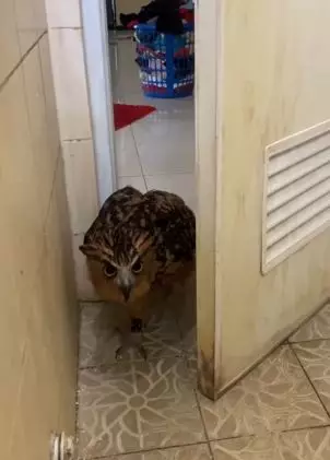 Ke kamar mandi ditemani burung hantu  TikTok