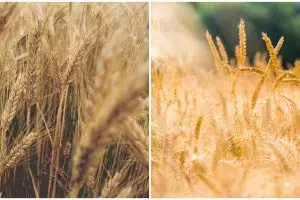 Serealia adalah tanaman penghasil biji, ini jenis-jenis dan manfaatnya