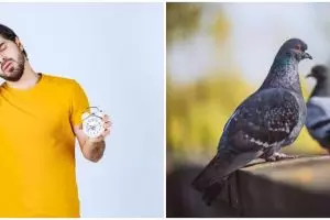 9 Arti mimpi tentang burung merpati, pertanda datangnya rezeki