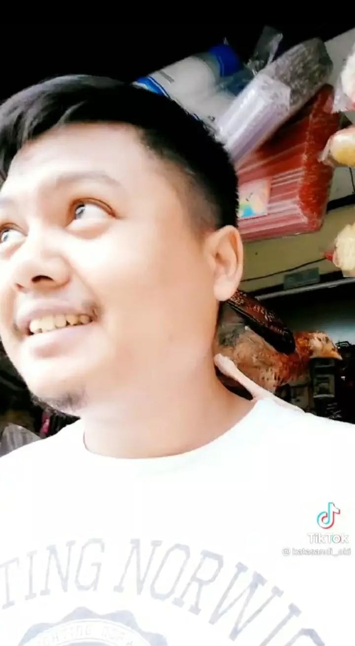 Ayam ini setia ngekor pemiliknya, ke warung pun nangkring di pundak TikTok/@katasandi_oki Ayam ini setia ngekor pemiliknya, ke warung pun nangkring di pundak TikTok/@katasandi_oki