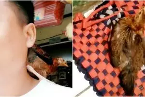 Ayam ini setia ngekor pemiliknya, ke warung pun nangkring di pundak