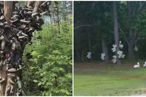 11 Penampakan benda di batang pohon ini bikin lihat dua kali