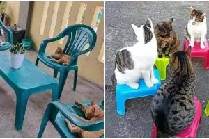 11 Momen kocak kucing kalau lagi kumpul ini bikin senyum tipis