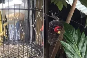 11 Penampakan aneh di kandang burung, bikin geleng kepala