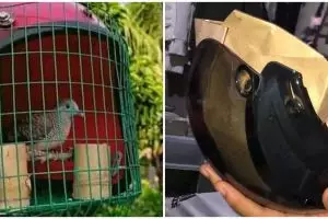 13 Potret orang alih fungsikan helm, bikin ngga habis pikir