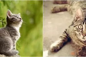 Anggota TNI pangkat Brigjen tembak kucing, alasannya jaga kebersihan