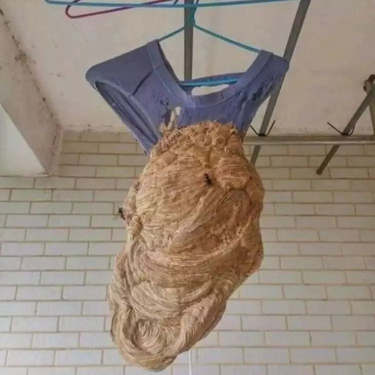 hewan salah tempat © berbagai sumber