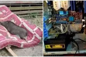 13 Penampakan kocak hewan salah tempat ini bikin nyengir tipis