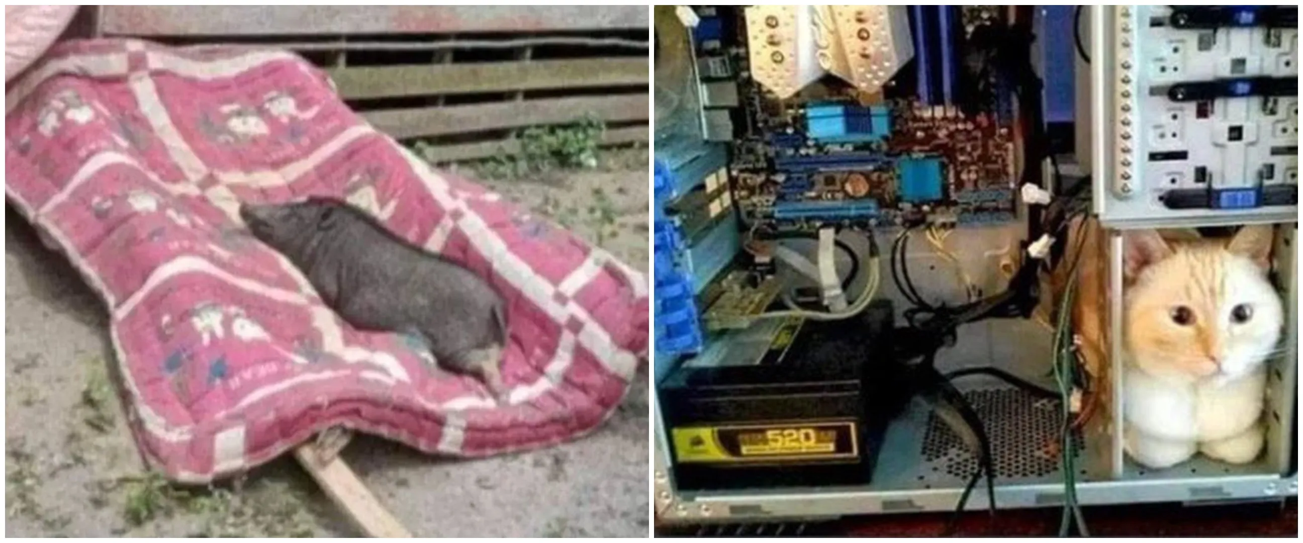 13 Penampakan kocak hewan salah tempat ini bikin nyengir tipis