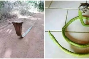 11 Potret benda mirip ular ini bikin deg-deg ser lihatnya