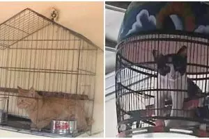 11 Tingkah nyeleneh hewan peliharaan salah kandang, kok bisa ya?