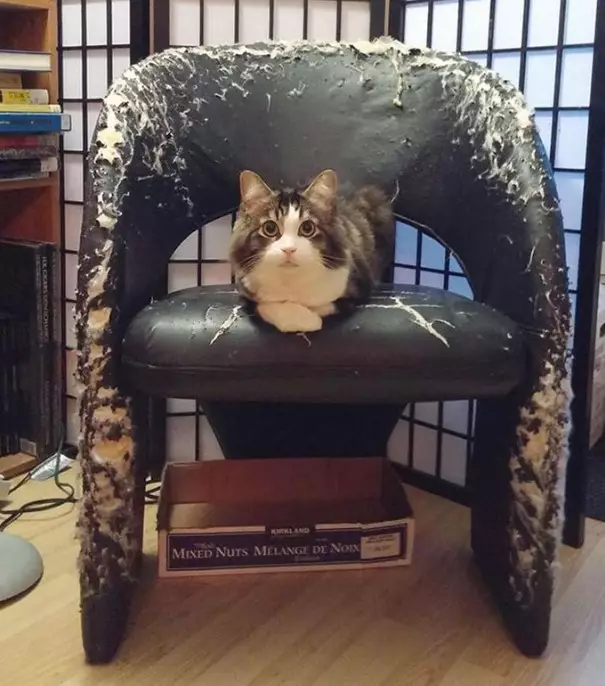 barang rusak akibat hewan peliharaan © berbagai sumber